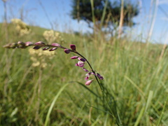 Polygala hottentotta