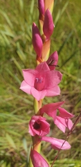 Watsonia pulchra