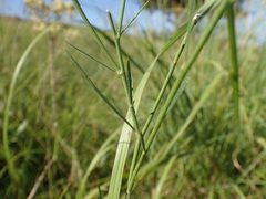Polygala hottentotta