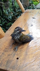 Dryobates spilogaster