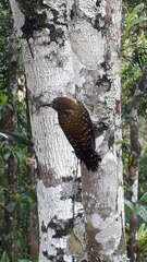 Dryobates spilogaster