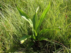 Hypoxis colchicifolia