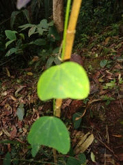 Passiflora micropetala