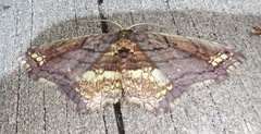 Eois angulata