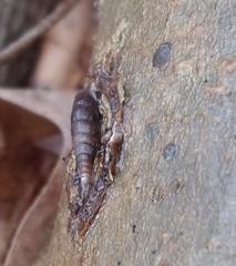 Clausilia