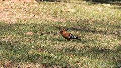 Upupa epops africana
