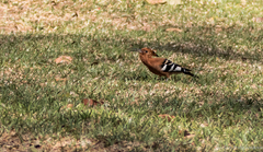 Upupa epops africana