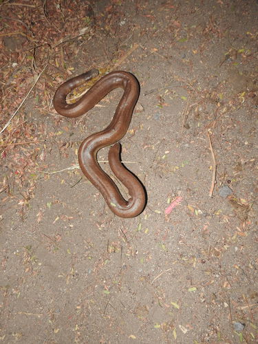 Photo of a Red Sand Boa (Eryx johnii)