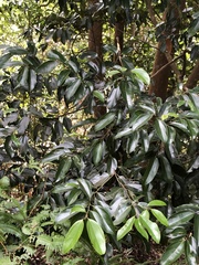 Cryptocarya chinensis