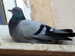 Columba livia