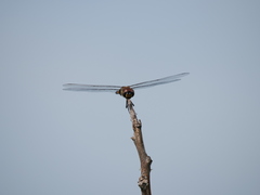 Tramea cophysa