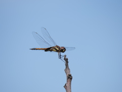 Tramea cophysa
