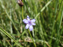 Aristea abyssinica
