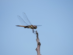 Tramea cophysa