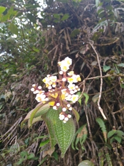 Miconia goniostigma