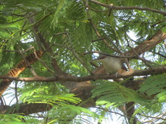 Coccyzus longirostris