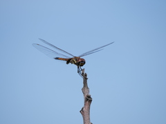 Tramea cophysa