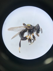 Lepidomyia