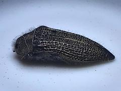 Acmaeodera cuprina