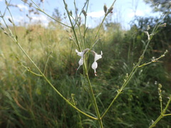 Syncolostemon argenteus