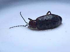 Isotes multipunctata