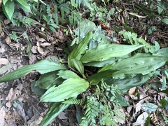 Calanthe triplicata