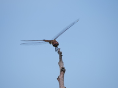 Tramea cophysa