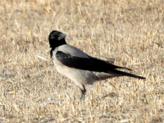 Corvus cornix