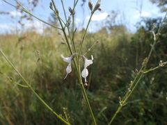 Syncolostemon argenteus