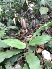 Calanthe triplicata