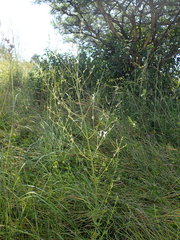 Syncolostemon argenteus