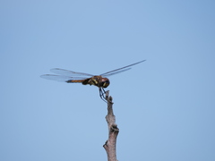 Tramea cophysa