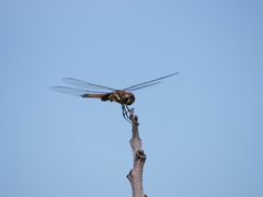 Tramea cophysa
