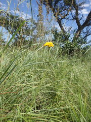 Berkheya umbellata