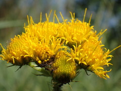 Berkheya umbellata