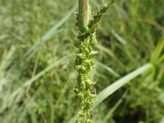 Berkheya umbellata