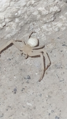Misumessus