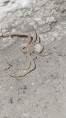 Misumessus
