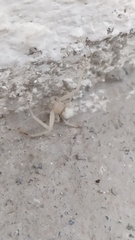 Misumessus