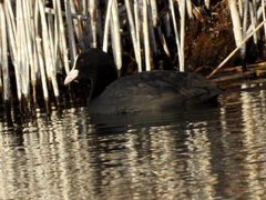 Fulica atra