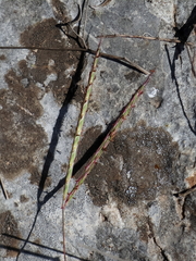 Andropogon distachyos