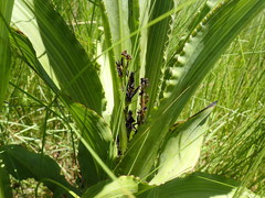 Hypoxis colchicifolia