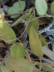 Cynanchum racemosum