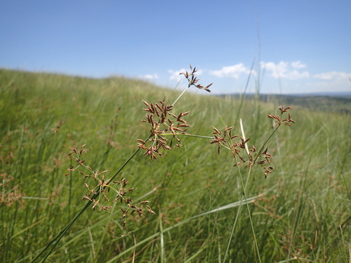 Fimbristylis complanata iNat (3)
