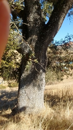 iNaturalist observation photo of blue oak