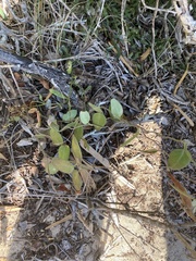 Cynanchum racemosum