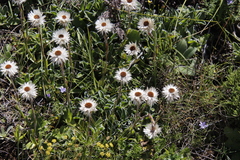 Helichrysum marginatum
