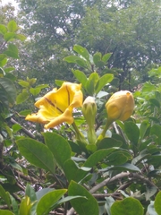 Solandra