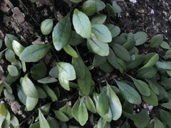 Lemmaphyllum microphyllum
