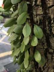 Lemmaphyllum microphyllum